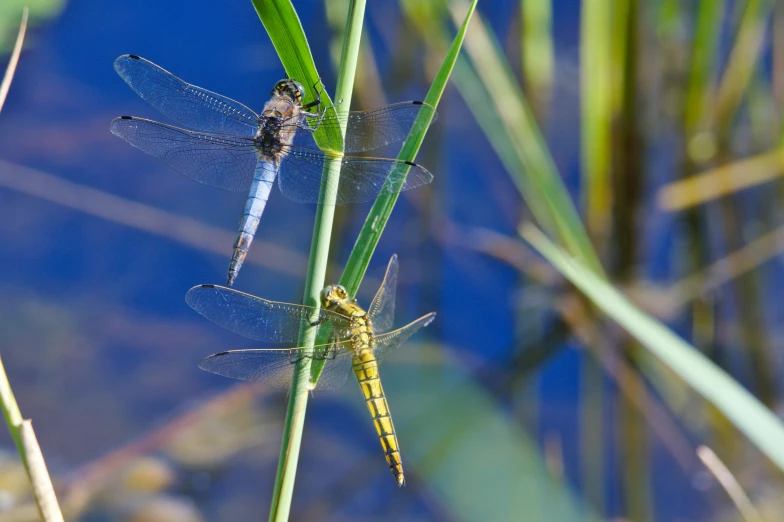 two large dragonflys resting on a green plant