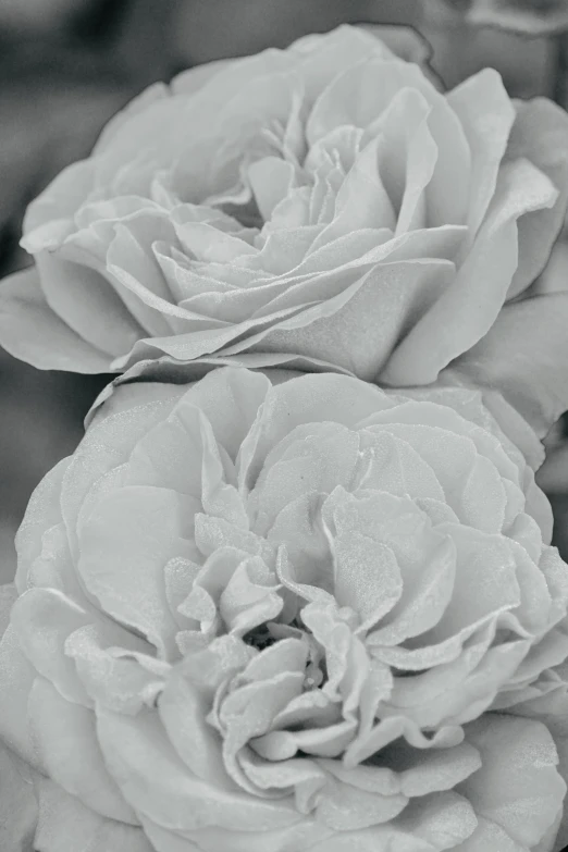 black and white pograph of two flowers with water drops