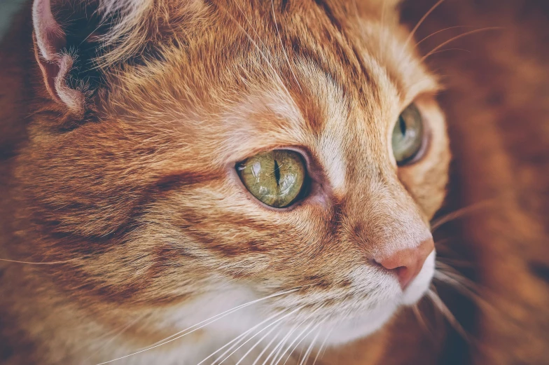 a brown cat is sitting on a blanket looking into the distance