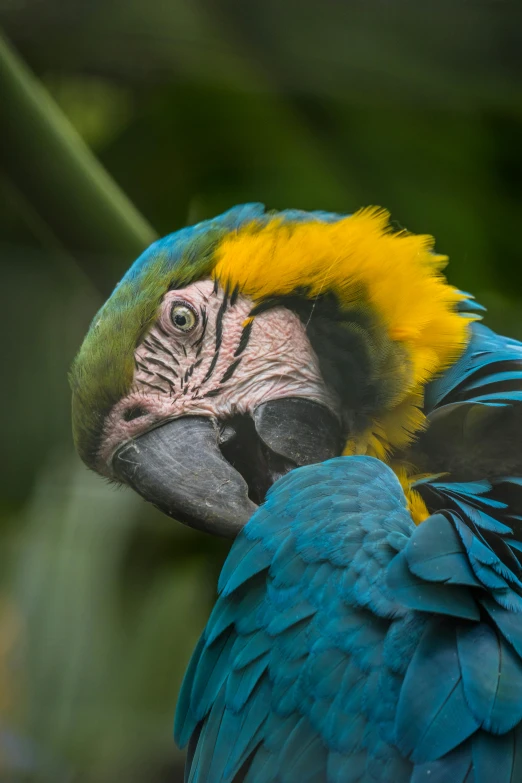 a parrot has brightly colored feathers in its plumage