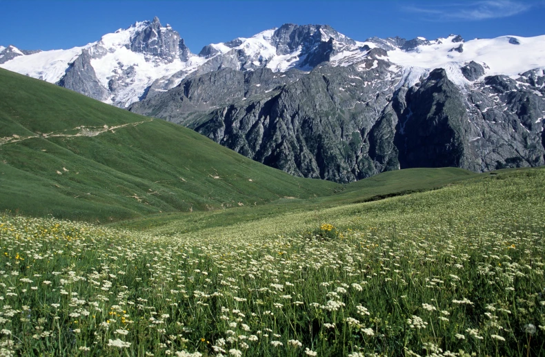 a lush green field of flowers near mountains