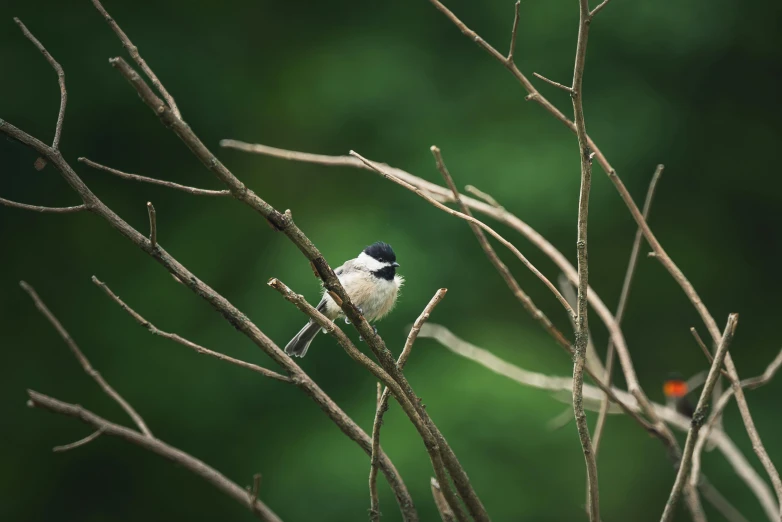 the small bird sits in a bare tree