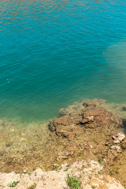 some green water and rocks with a bird in the background