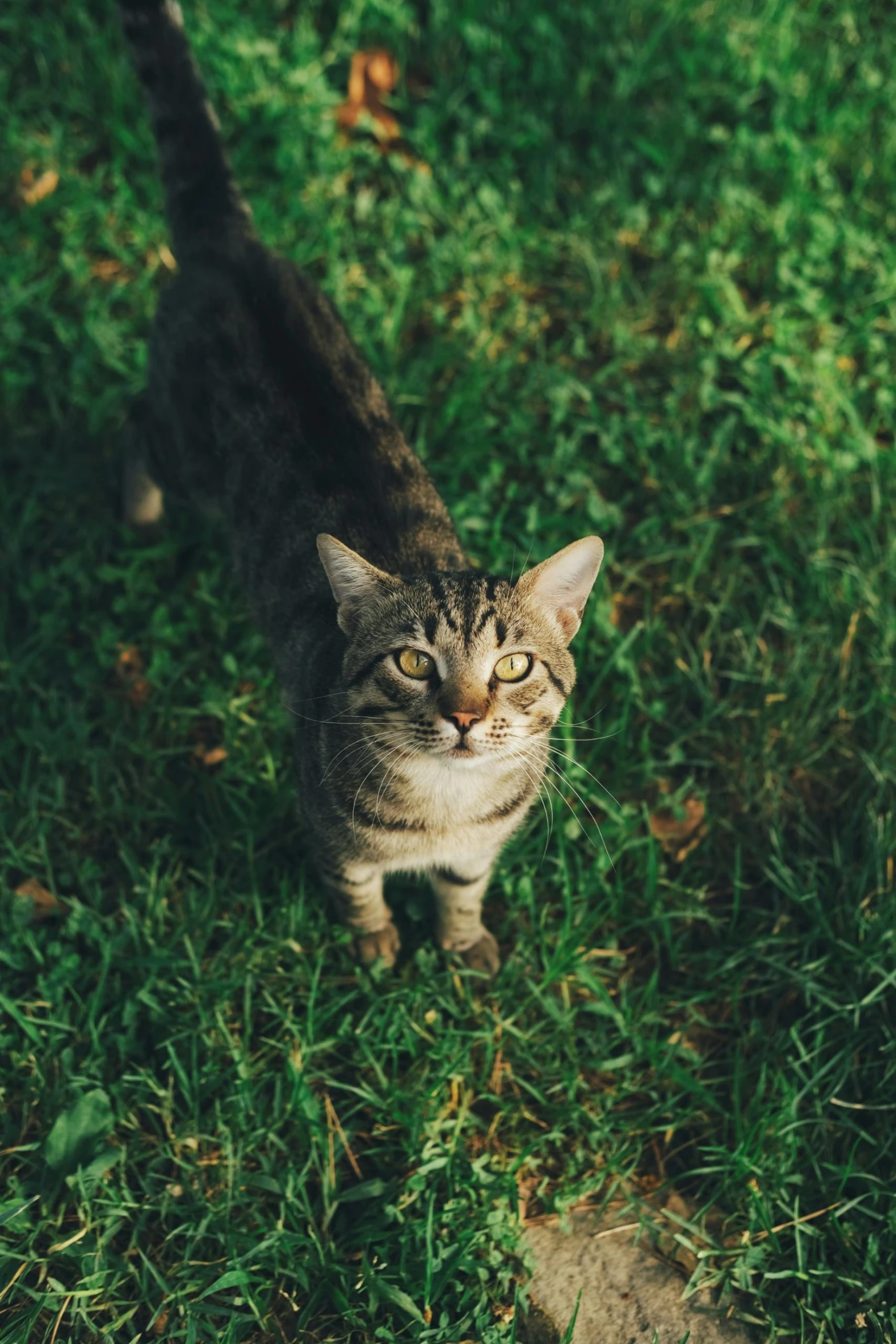 cat walking away from camera in green grass