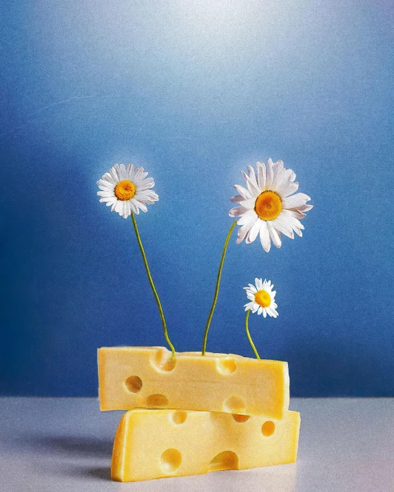 three daisies are in the foreground and a block of cheese on the far side of the image