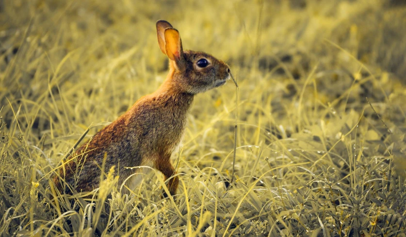 a small rabbit sitting in some tall grass