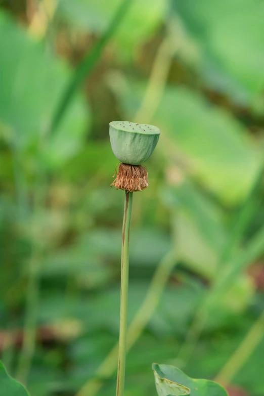 a single flower is in the middle of a bunch of leaves