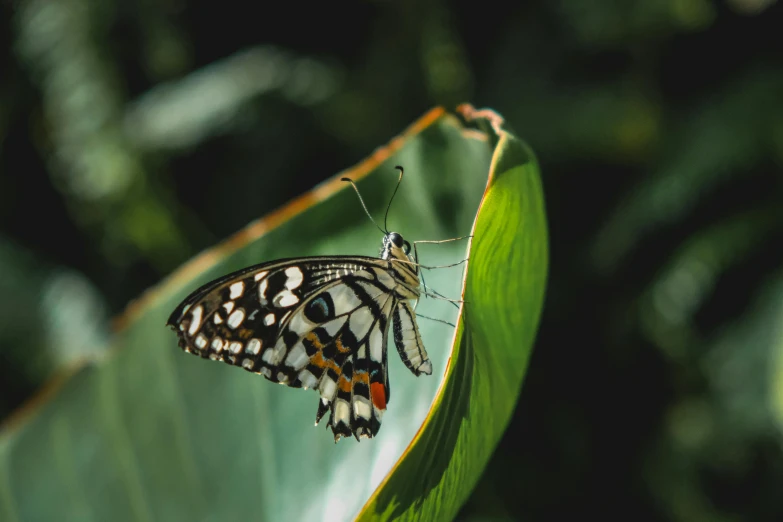 a colorful erfly sitting on a leaf