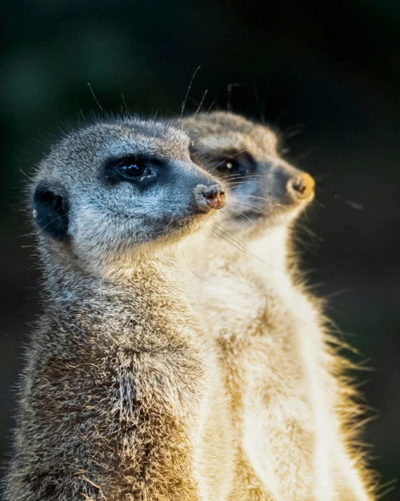 the head and upper half of a meerkat looking at soing in the distance