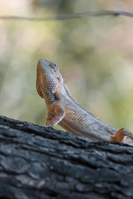 there is a small lizard on the side of a tree