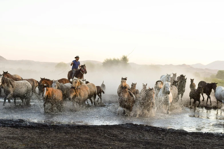 a herd of horses walking down a river filled with water