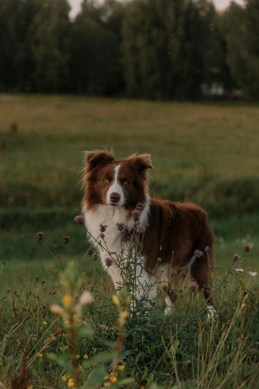 a dog that is standing in the grass