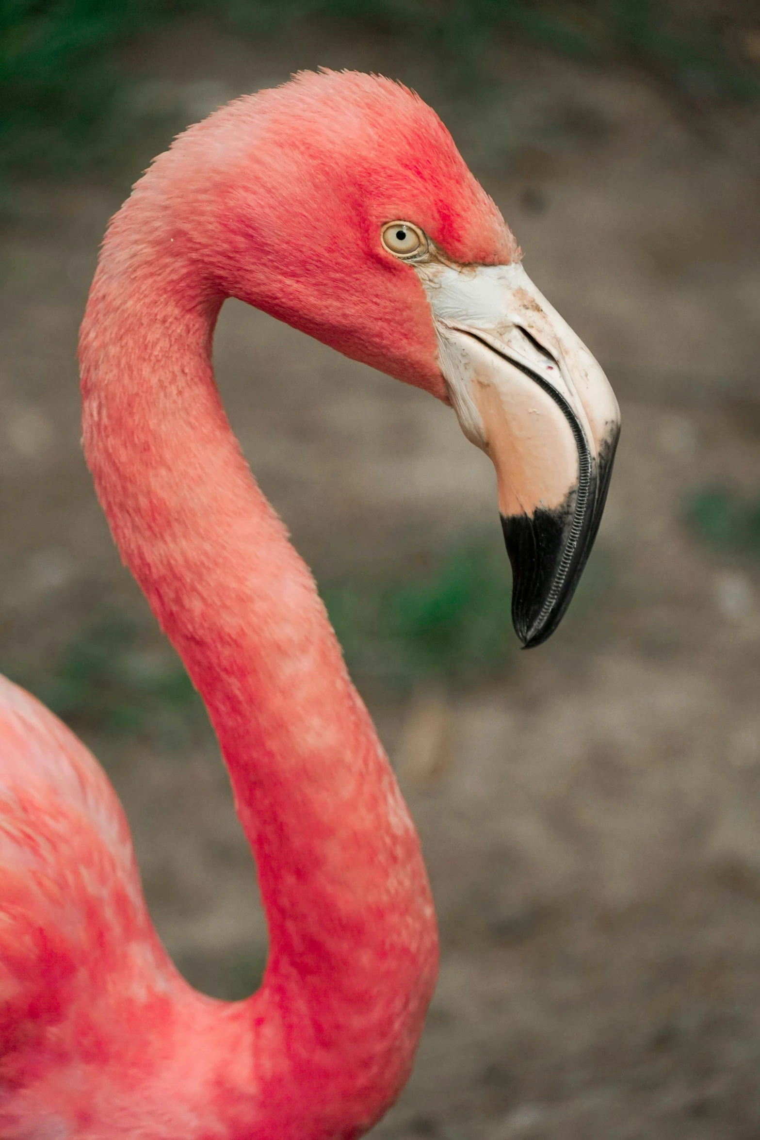 pink flamingo standing in dirt area with long neck