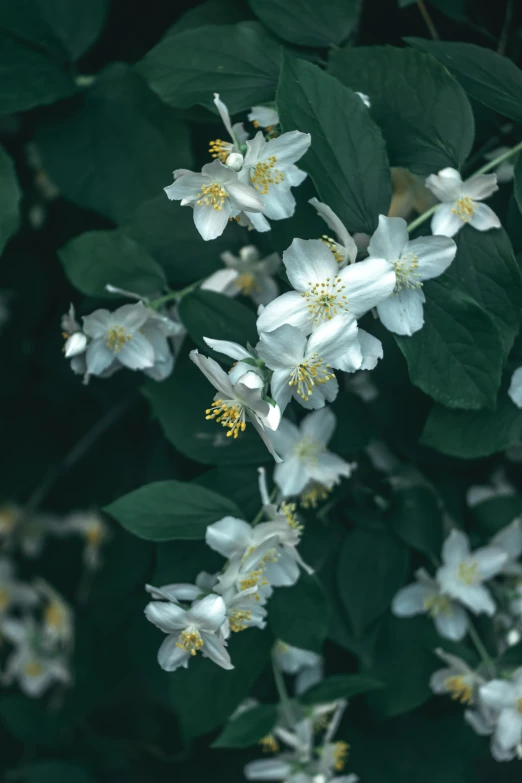 a close up s of some white flowers