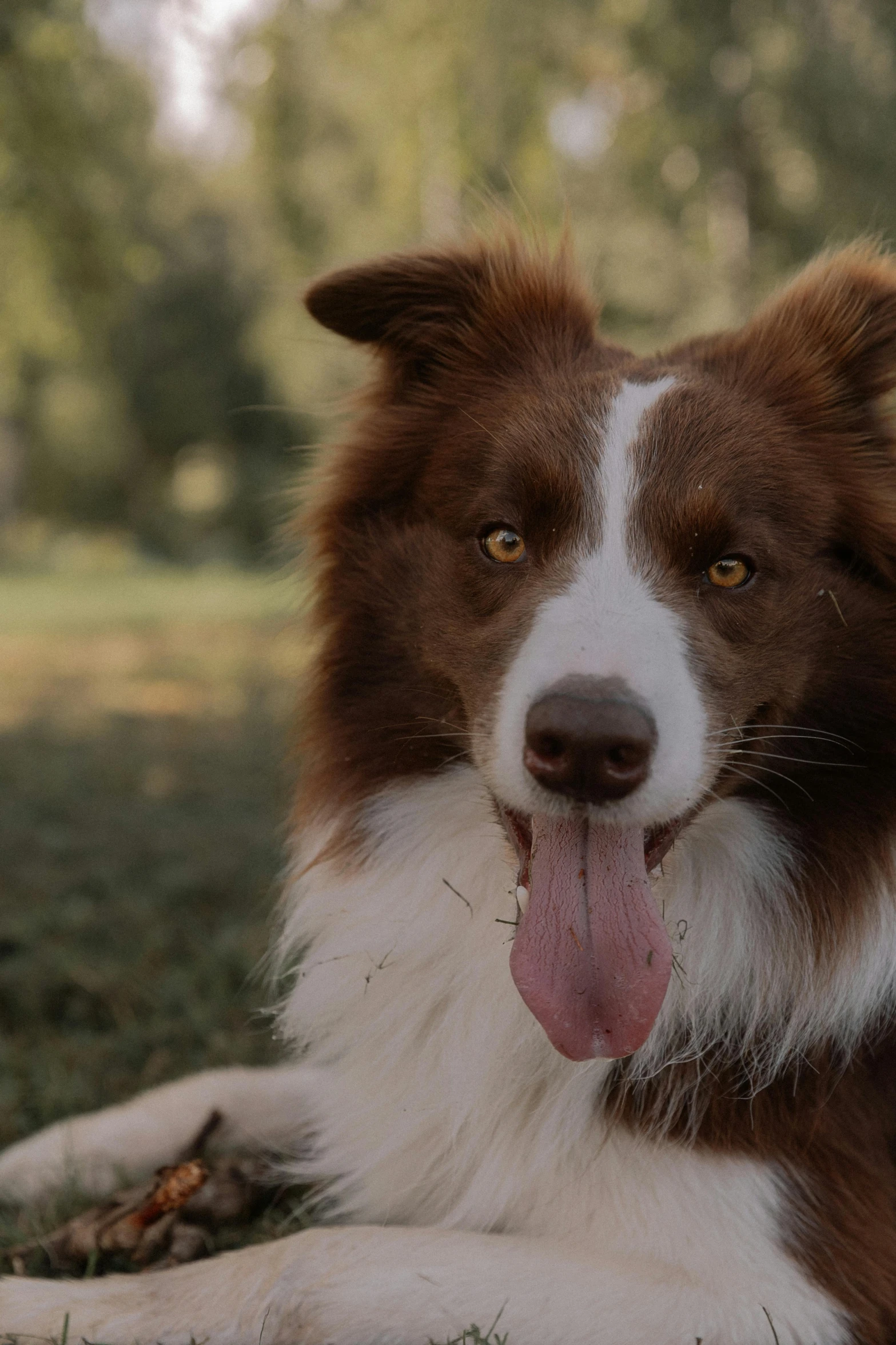 a brown and white dog laying on a grass covered field