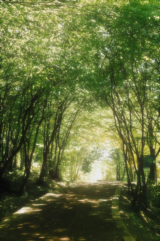 a sunbeam tunnel in the middle of a forest