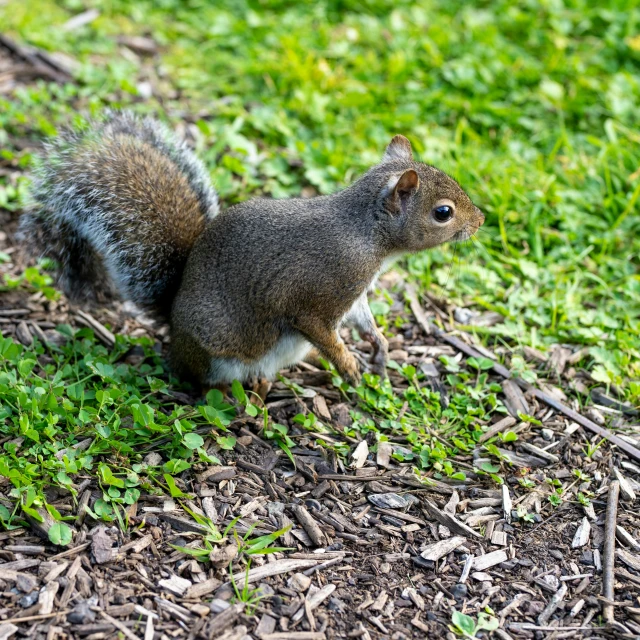 a small squirrel is sitting on the grass