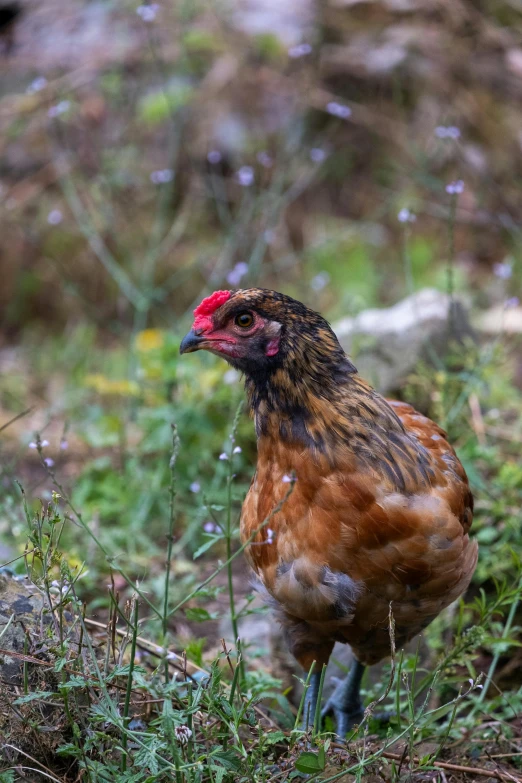 a brown and red chicken in grass and dirt