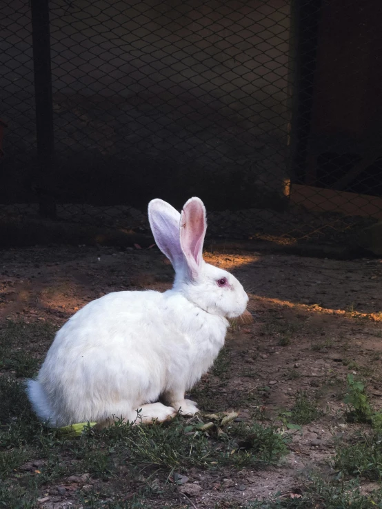 a rabbit sitting on top of a grass covered field