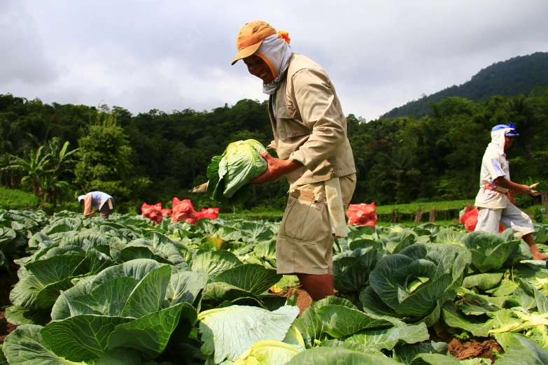 men in uniforms working on large green plants