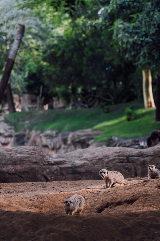 three small animals standing in the dirt in front of a forest