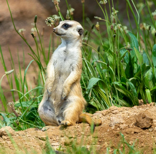 a small, curious animal standing still in a patch of sand