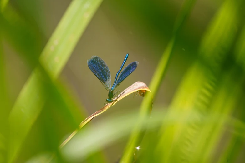 a blue dragonfly perches on a nch in the grass