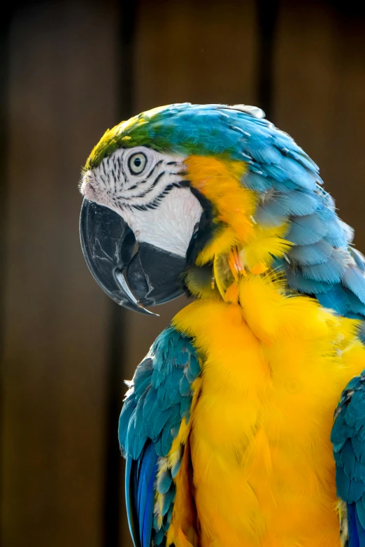 a very bright colored parrot standing next to a building