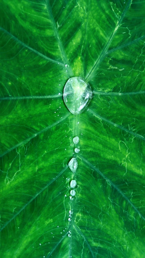 the drops of water on a leaf are seen