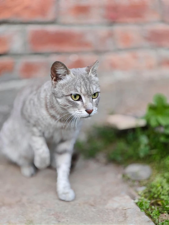 a gray cat is standing on the cement and looking at soing