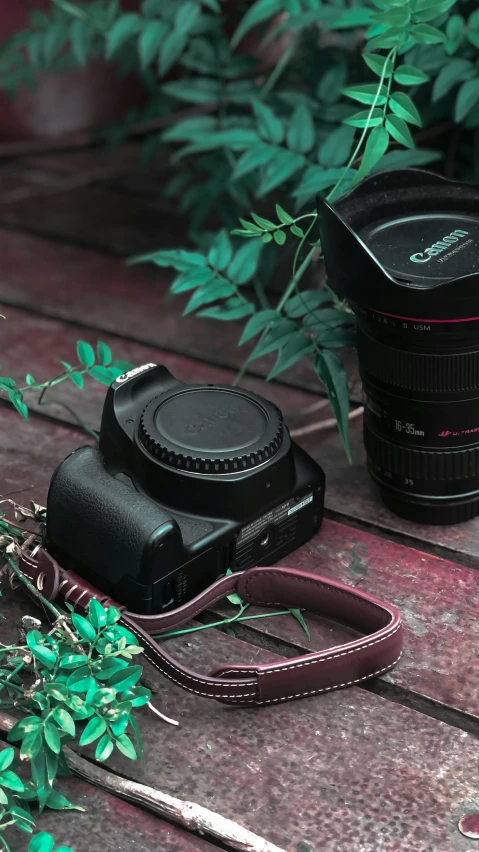 a camera and some green plants on the ground