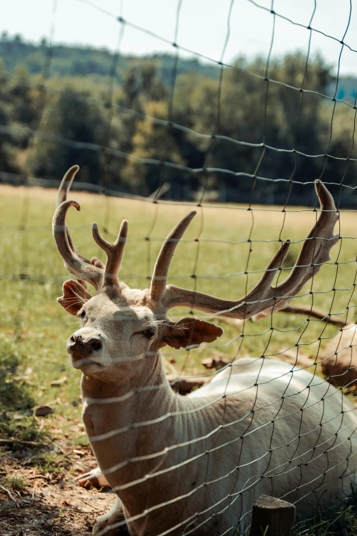 some very cute animals behind the fence