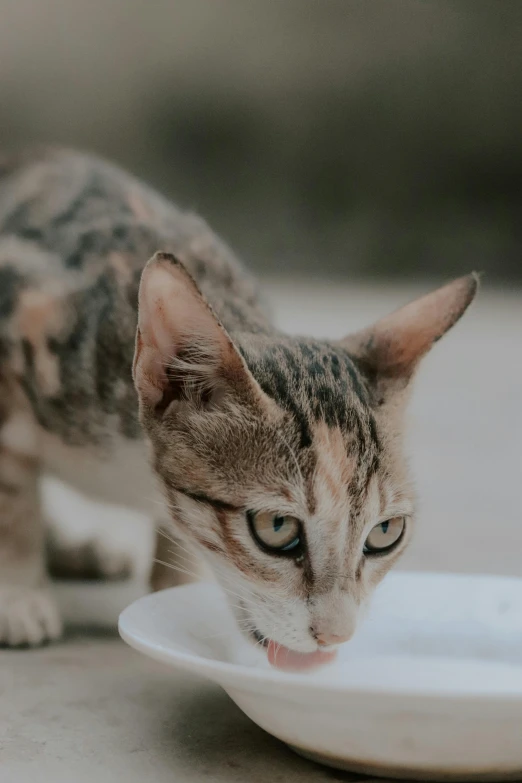 the cat is eating from a white plate