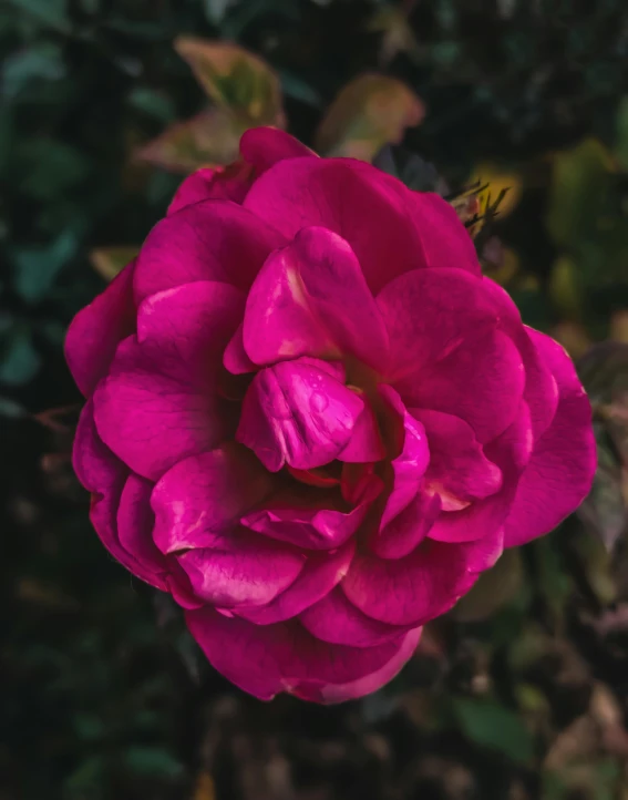 a pink rose is blooming through a bush
