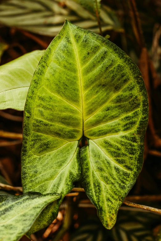 a close up s of a leaf that looks like a heart