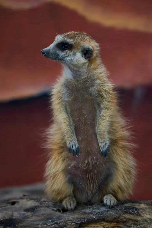 a young meerkat with grey patches stands on a rock