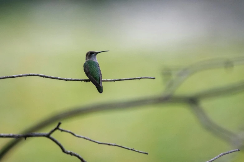 a small bird sitting on top of a bare tree nch