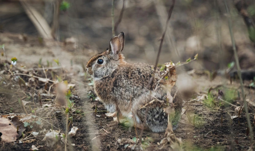 a gray rabbit is sitting in the forest