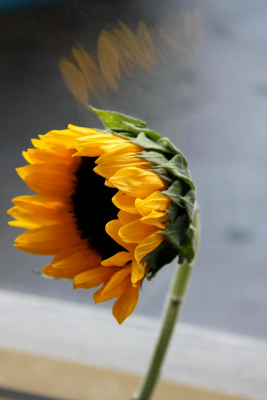 sunflower with yellow petals looking out a window