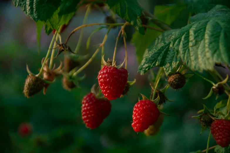 several strawberries still ripe on the tree