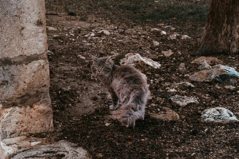 a gray bear walking next to a tree on top of some dirt