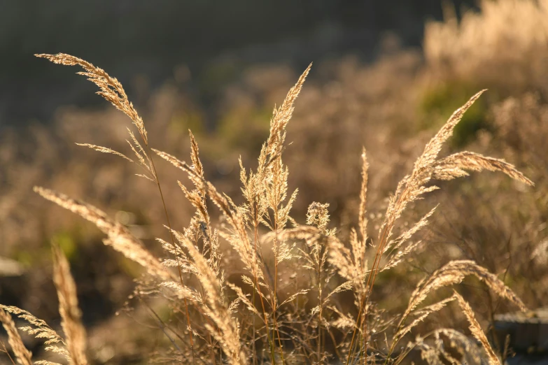 dried grass on the ground and some bushes