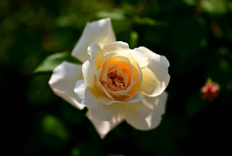 a yellow rose has grown out of a green bush