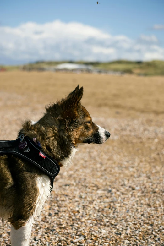 dog staring at frisbee flying by in the distance