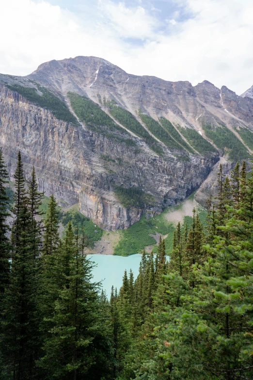 a large body of water surrounded by forest