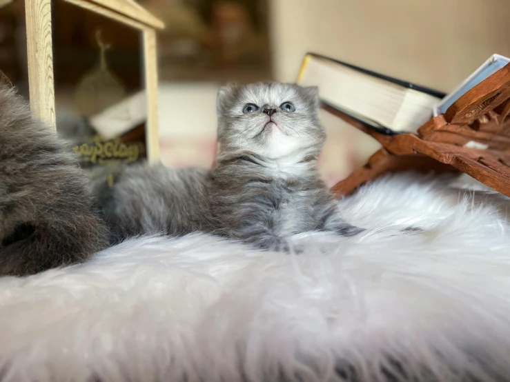 a small grey cat is looking up at the book