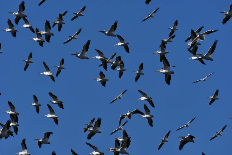 there are birds flying in the blue sky