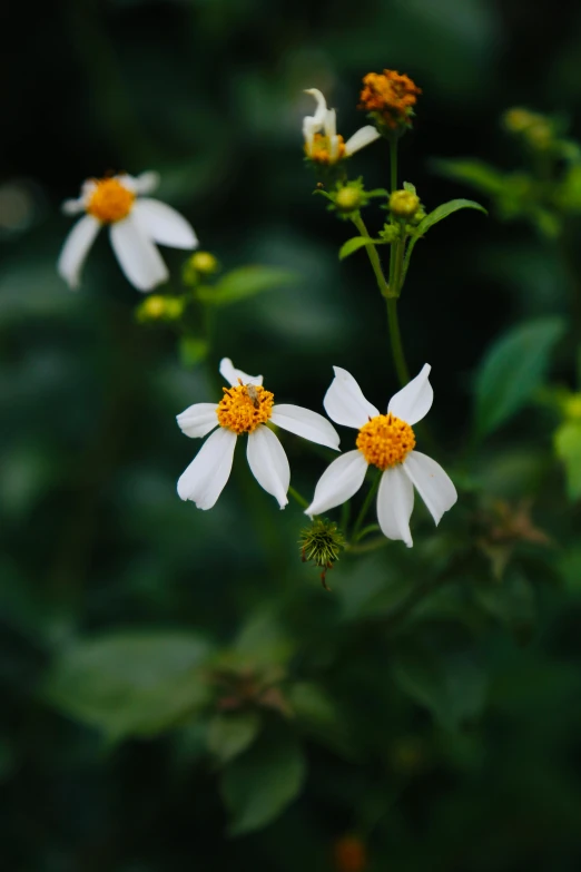 three daisies stand next to each other on a bush