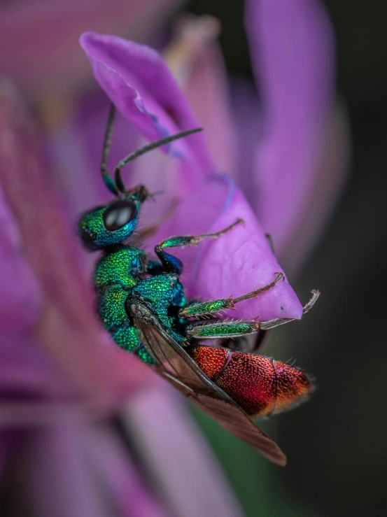 a green insect sitting on top of a purple flower