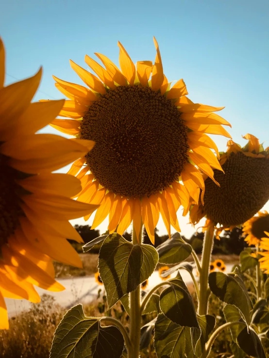 the sun is shining through the flowers and in front of the water